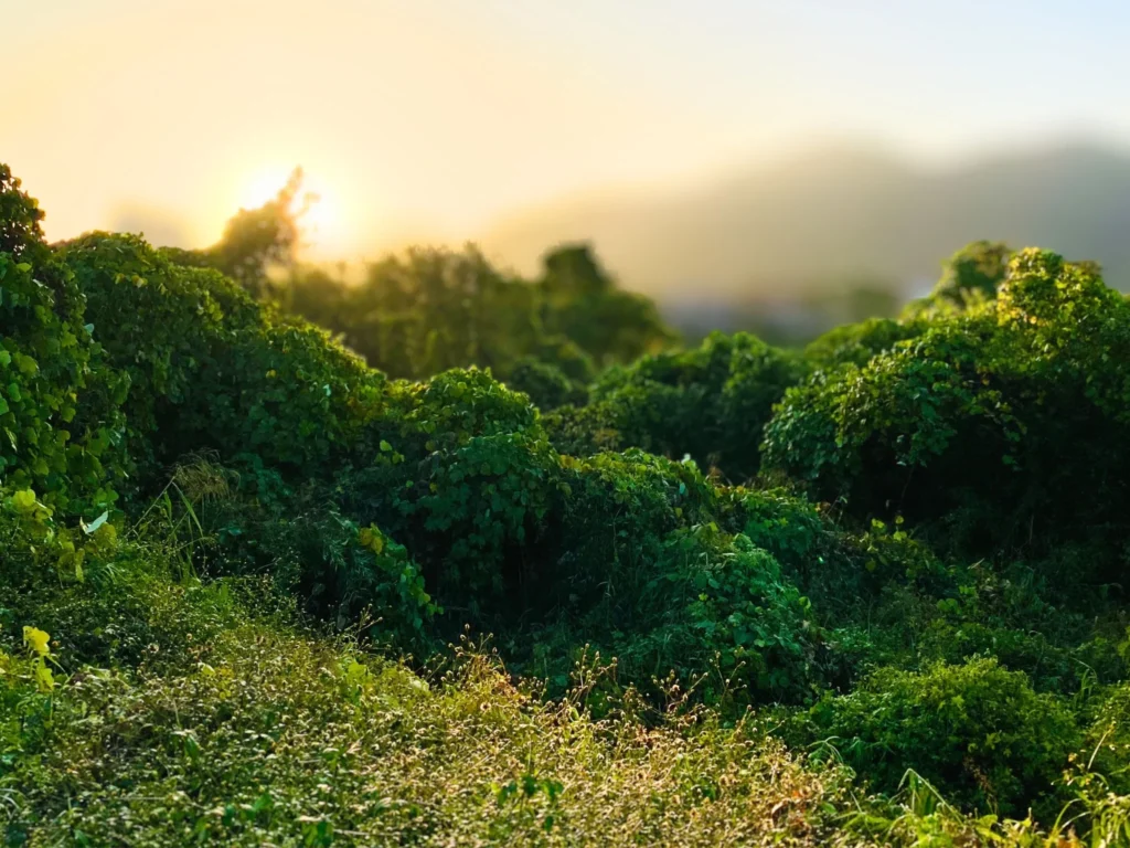 私の朝の散歩コース
